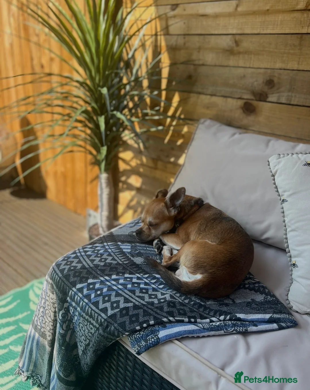 Jack Chi dogs for sale: Jackihuahua  **   - Advert 22