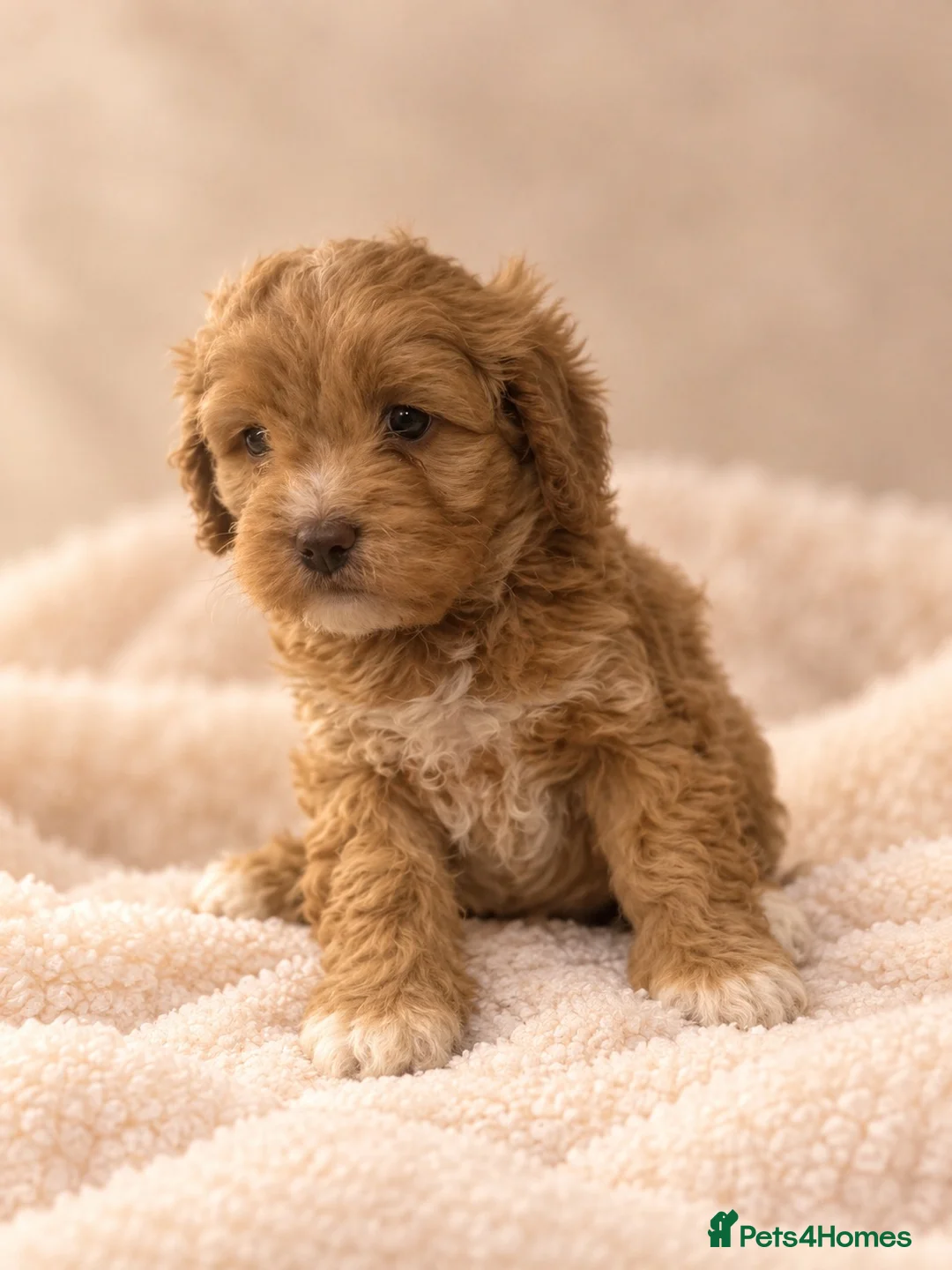 Cavapoo dogs for sale: Beautiful Home Reared Cavapoo Fully health Tested - Advert 14