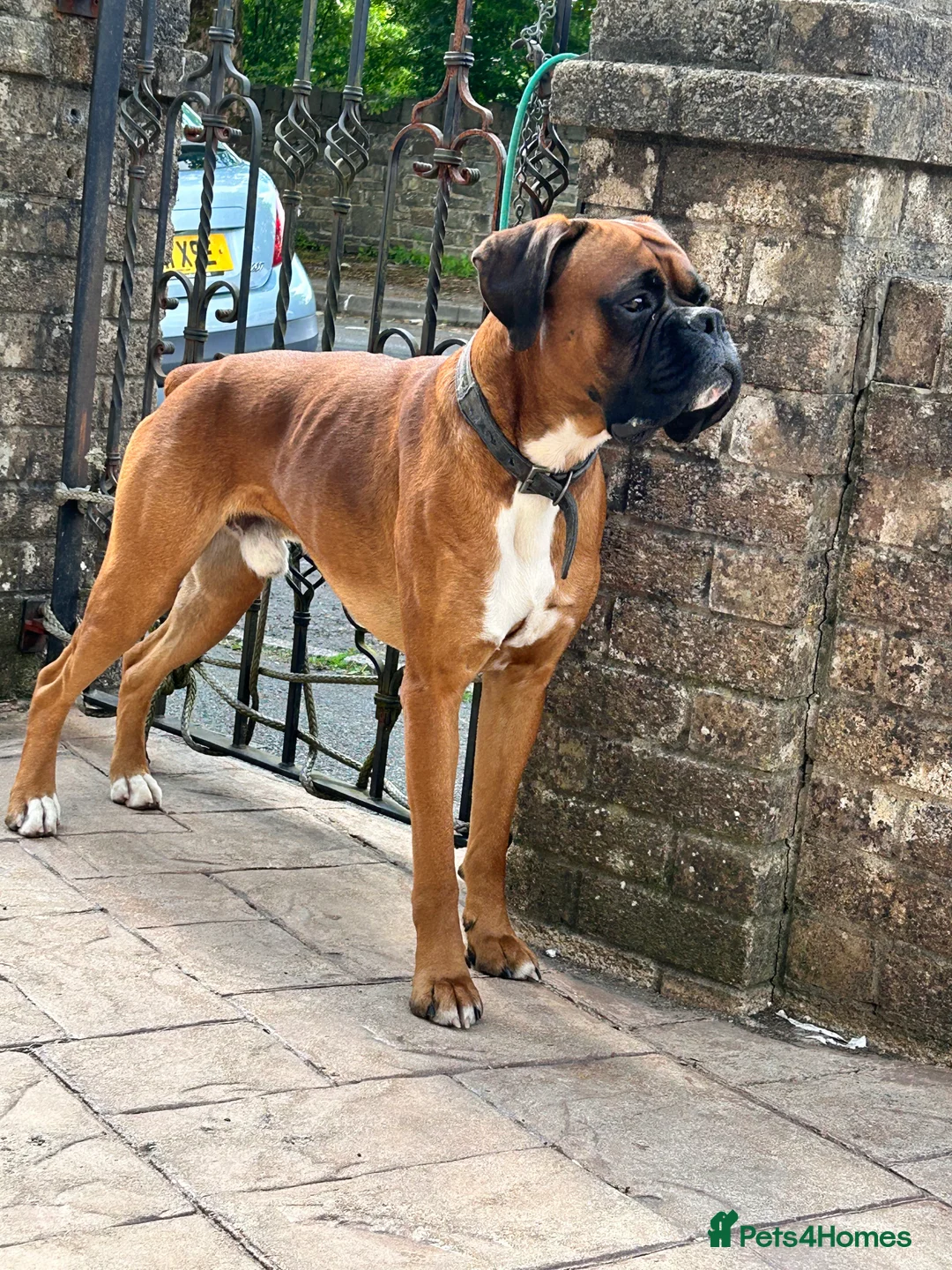 Boxer dogs for stud: Proven Handsome KC reg boxer-Heart score 0 in Tredegar - Advert 19