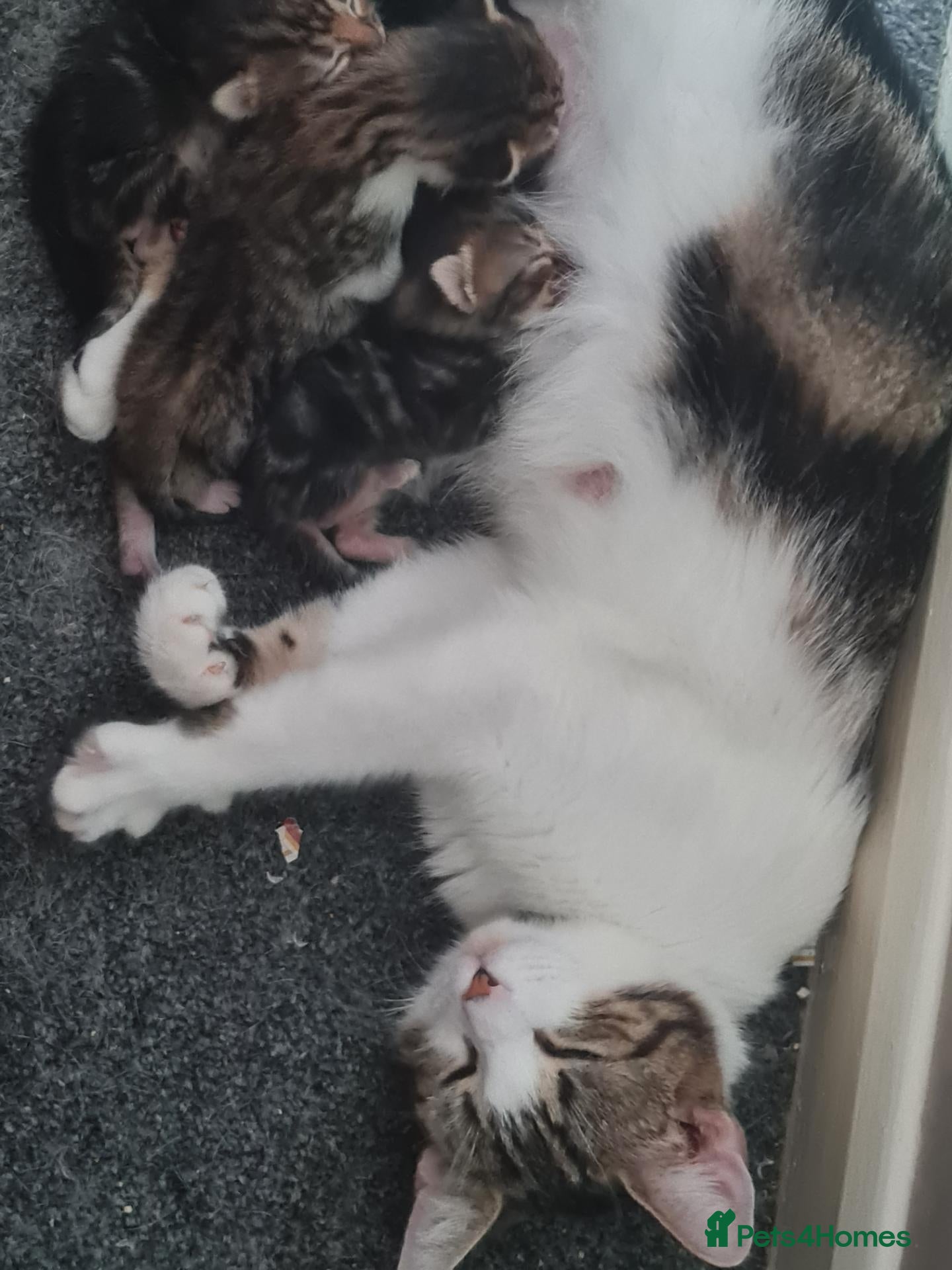 Mixed Breed cats Male kitten for sale - Advert 1