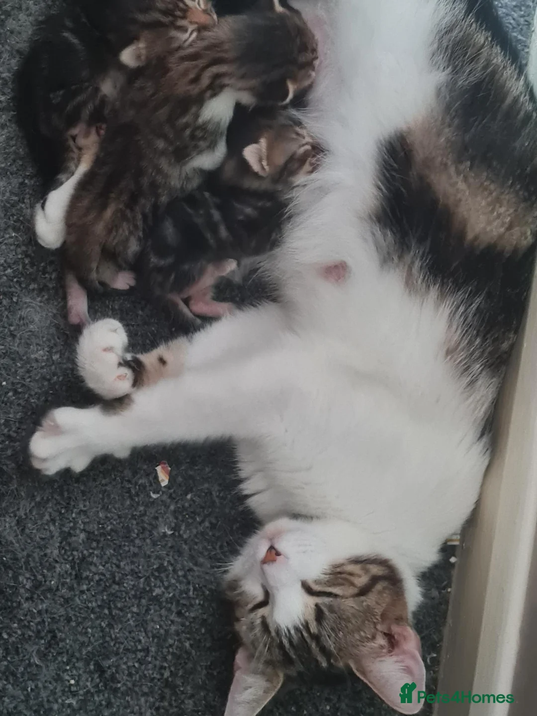 Mixed Breed cats for sale: Male kitten for sale in London - Advert 1