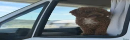 Maltipoo dogs for stud: Stunning Proven F1 Maltipoo for Stud  - Advert 1