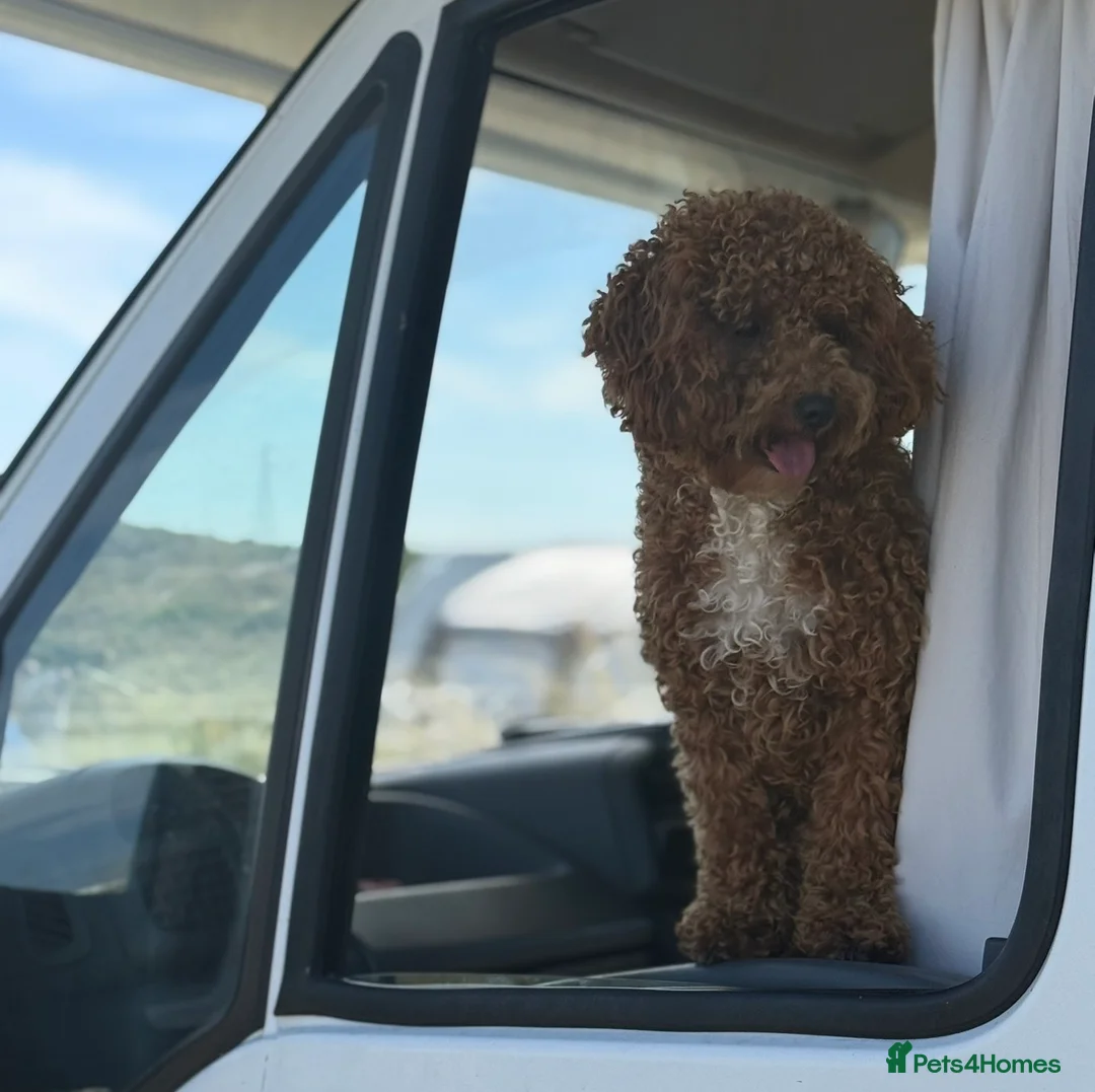 Maltipoo dogs for stud: Stunning Proven F1 Maltipoo for Stud  - Advert 1