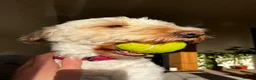 Cockapoo dogs for sale: Stunning Cockapoo litter  in Barnstaple - Advert 3