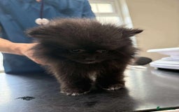 Pomeranian dogs for sale: Beautiful ** Pomeranians - Image 9