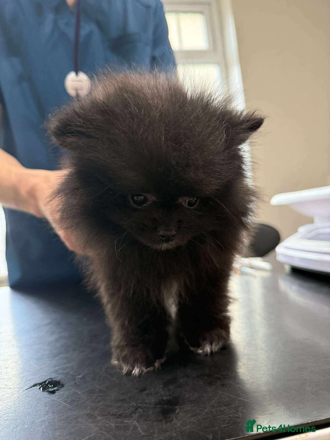 Pomeranian dogs for sale: Beautiful ** Pomeranians - Image 9