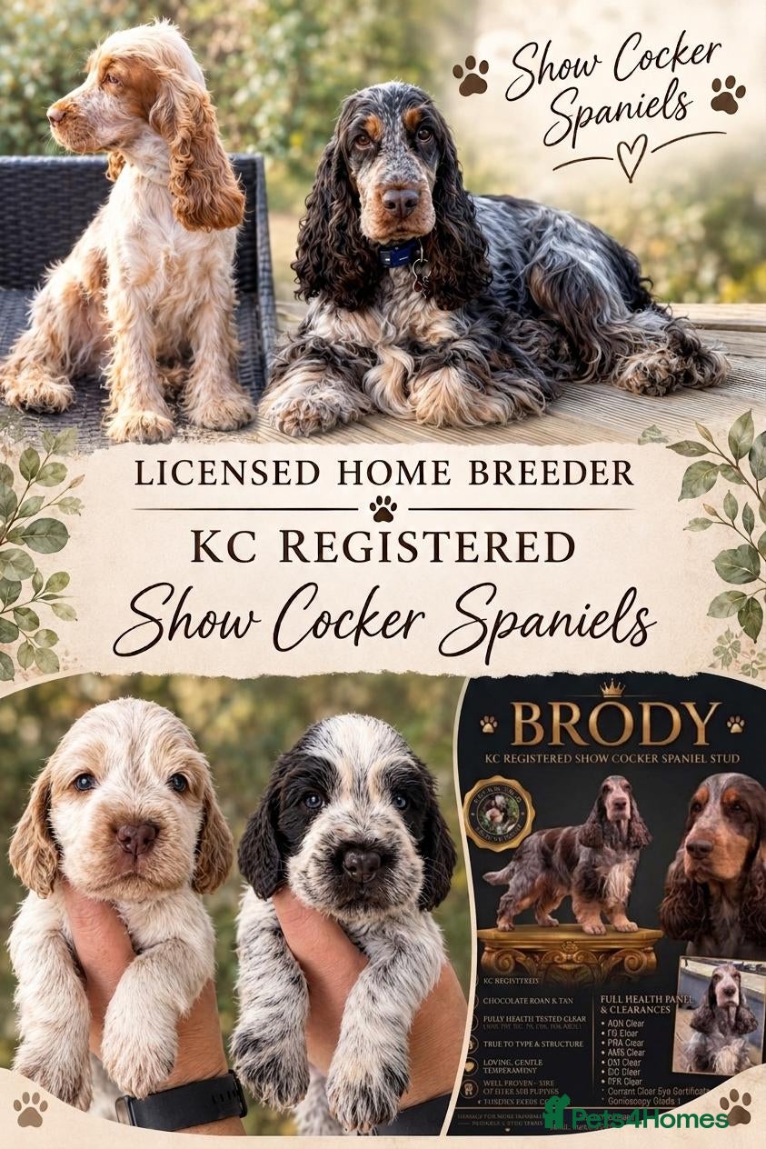 Cocker Spaniel dogs for sale: KC registered SHOW cocker spaniels - Advert 23