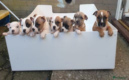 Staffordshire Bull Terrier dogs for sale: Kc Staffordshire bull terrier puppies  - Image 2