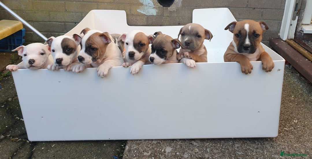 Staffordshire Bull Terrier dogs for sale: Kc Staffordshire bull terrier puppies  - Image 2