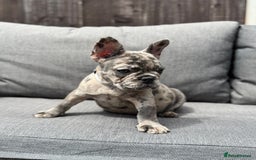 French Bulldog dogs for sale: French Bulldog Puppies–4 Girls & 2 Boys READY NOW  in Walton-on-Thames - Image 26