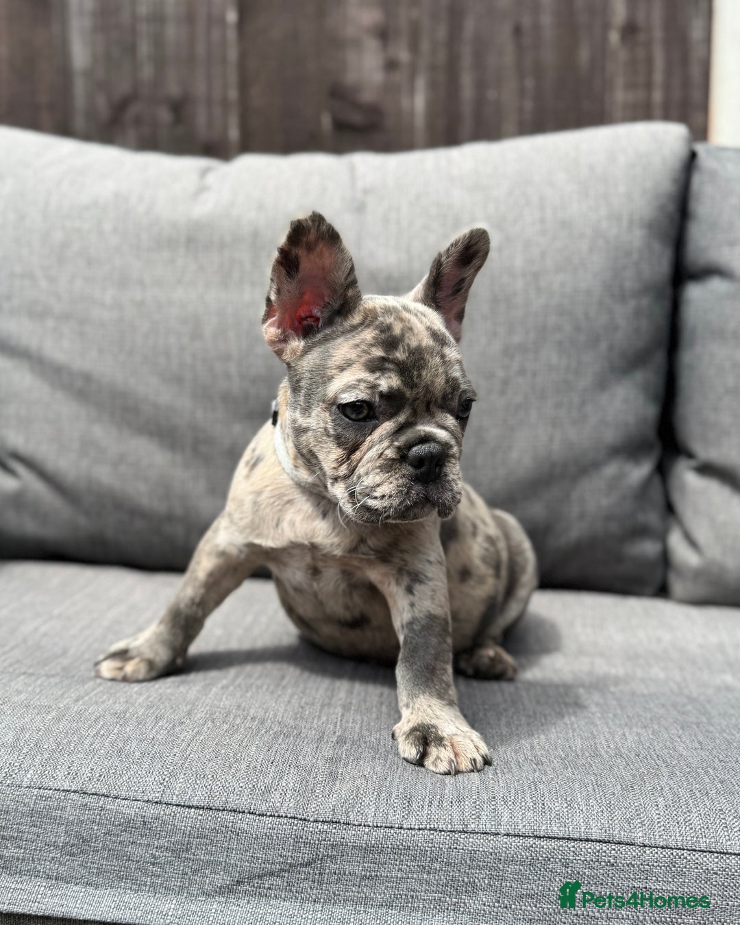 French Bulldog dogs for sale: French Bulldog Puppies–4 Girls & 2 Boys READY NOW  in Walton-on-Thames - Image 26