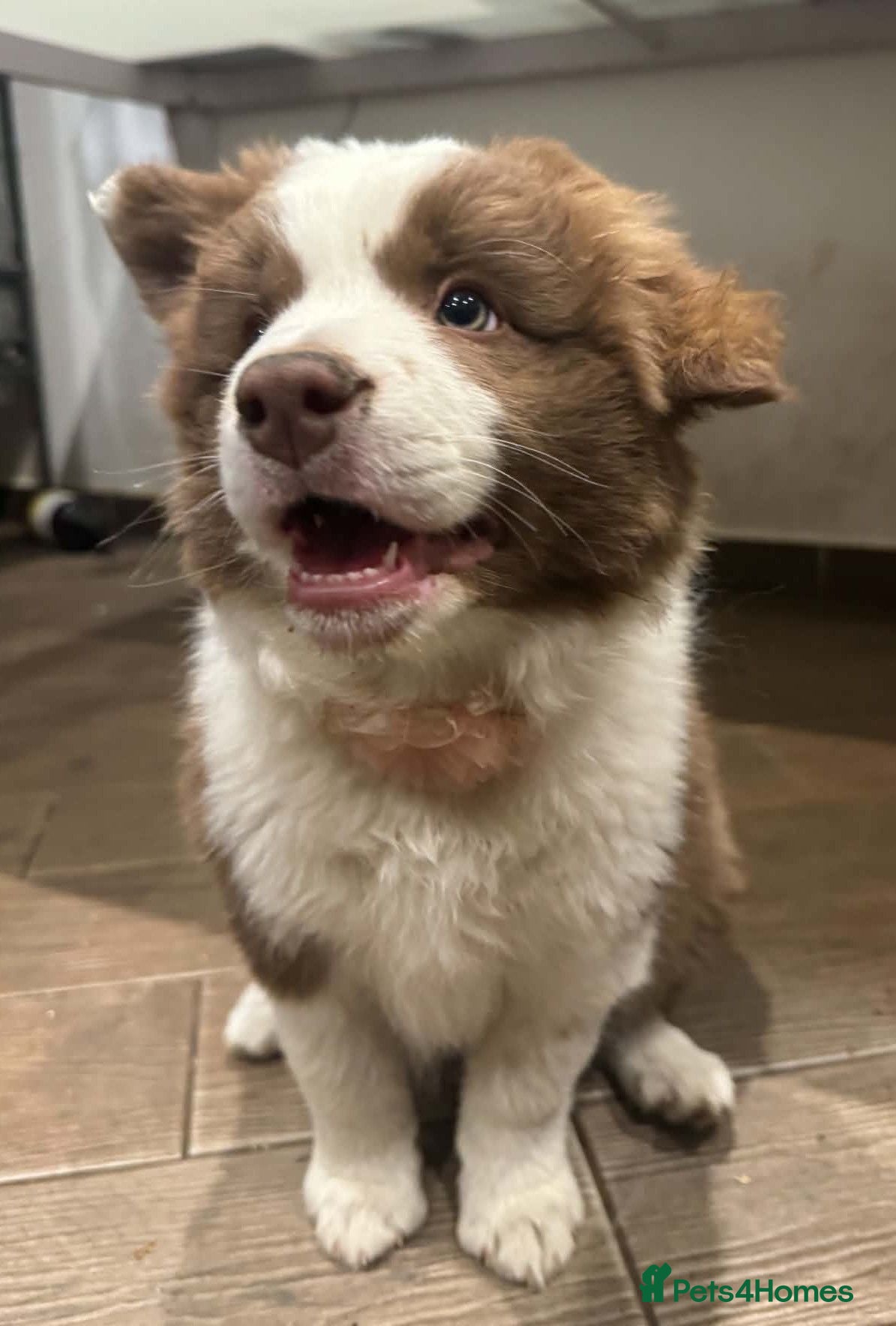 Border Collie dogs Beautiful Brown & White Female - KC Border Collie - Advert 2