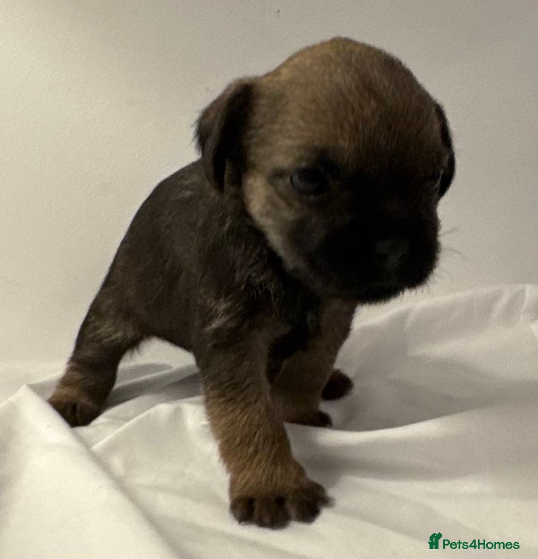 Border Terrier dogs for sale: Beautiful Borders - Advert 3