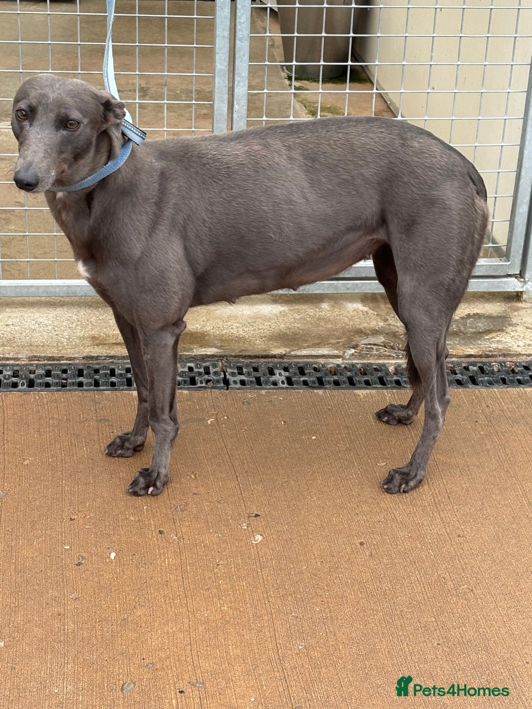 Lurcher dogs for sale: Lurcher pup - Advert 2