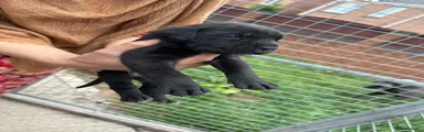 Cane Corso 3