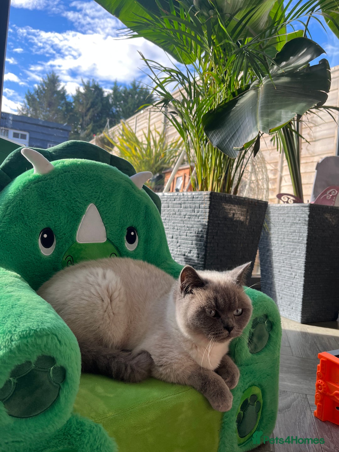 British Shorthair cats for sale: British fold - Advert 1