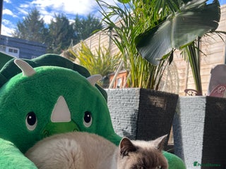 British Shorthair cats British fold - Advert 1