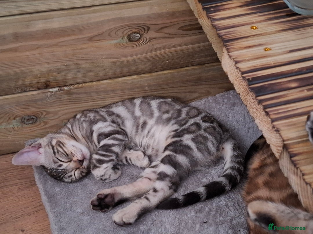 Bengal cats for sale: Show quality pure bengal kittens. - Image 36