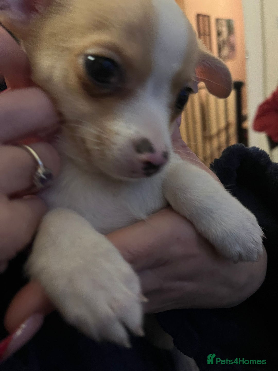 Chihuahua dogs for sale: Two male chihuahuas  - Advert 10