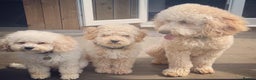 Poodle dogs for stud: FOR STUD Moyen Poodle (proven)  in Northampton - Advert 13