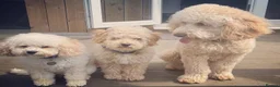 Poodle dogs for stud: FOR STUD Moyen Poodle (proven)  in Northampton - Advert 13