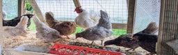 Chickens poultry for sale: Tiny Serama Bantams,Hens from £15.Good Selection. - Advert 6