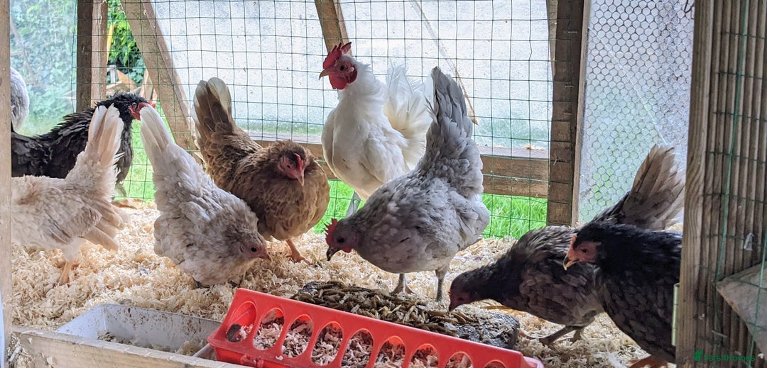 Chickens poultry for sale: Tiny Seramas Bantams,Adults & Youngsters. - Image 6