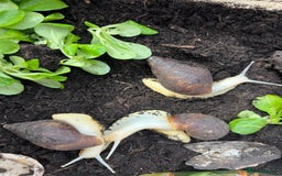Snails invertebrates for sale: African land snails  in Wallingford - Image 6