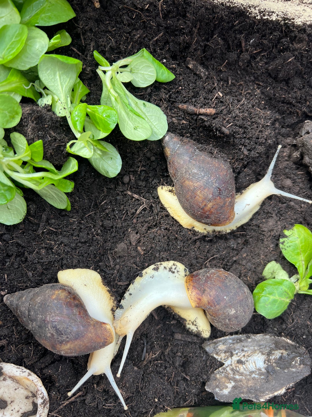 Snails invertebrates for sale: African land snails  in Wallingford - Image 6