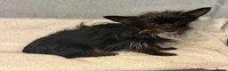 Yorkshire Terrier dogs for adoption: DAISY – Tiny Yorkshire Terrier - Advert 1