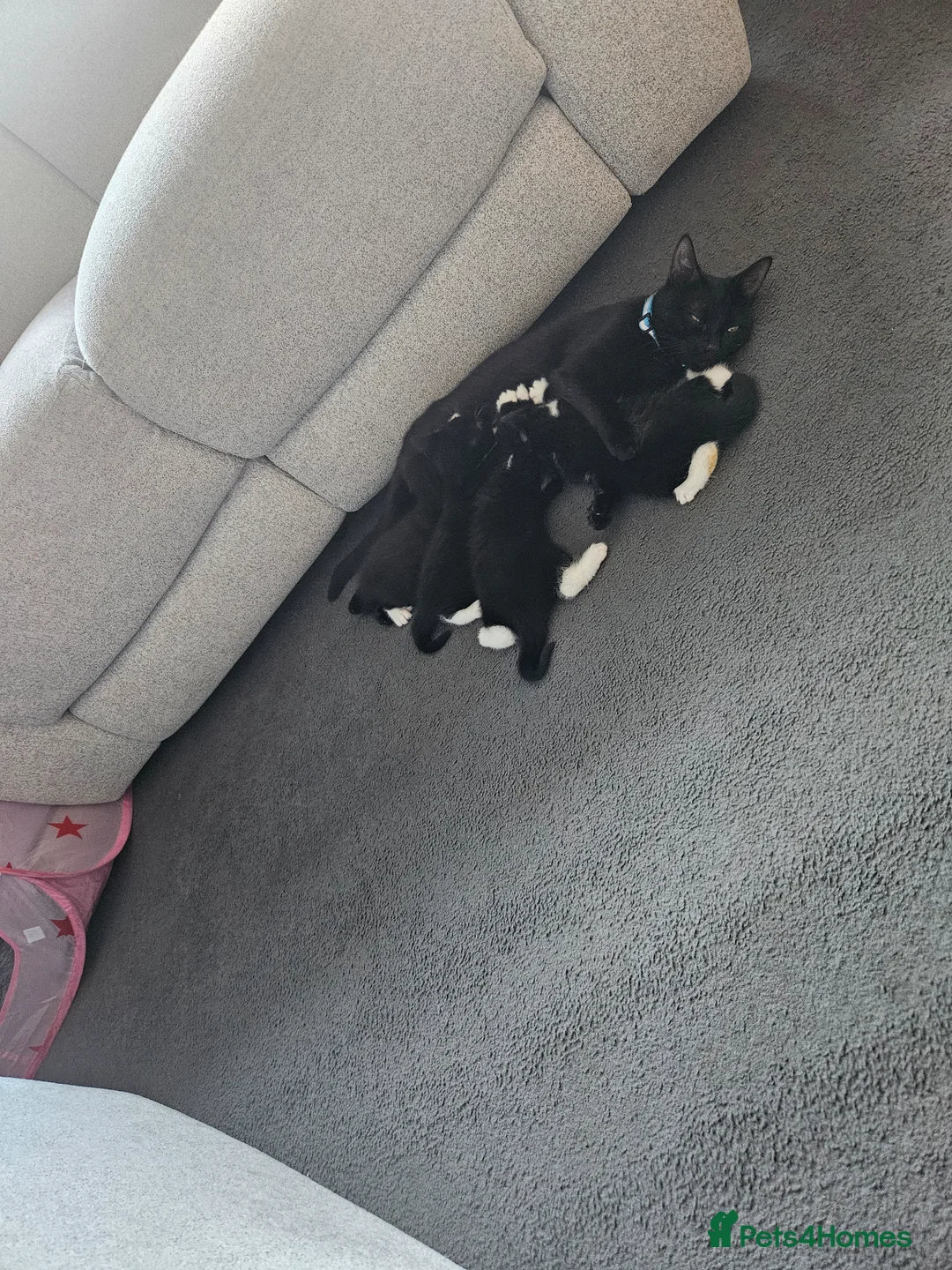 Mixed Breed cats for sale: Beautiful Kittens  in Renfrew - Advert 2