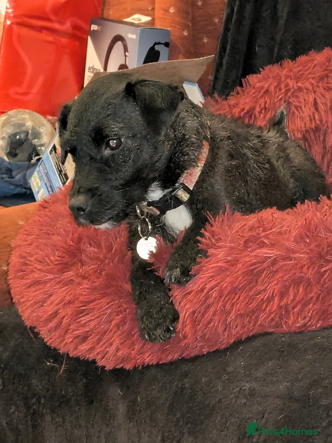 Mixed Breed dogs for sale: Puppy Northern Ireland  - Advert 3