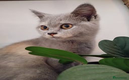 British Shorthair cats for sale: GCCF BSH female- vaccinated, microchipped. - Image 4