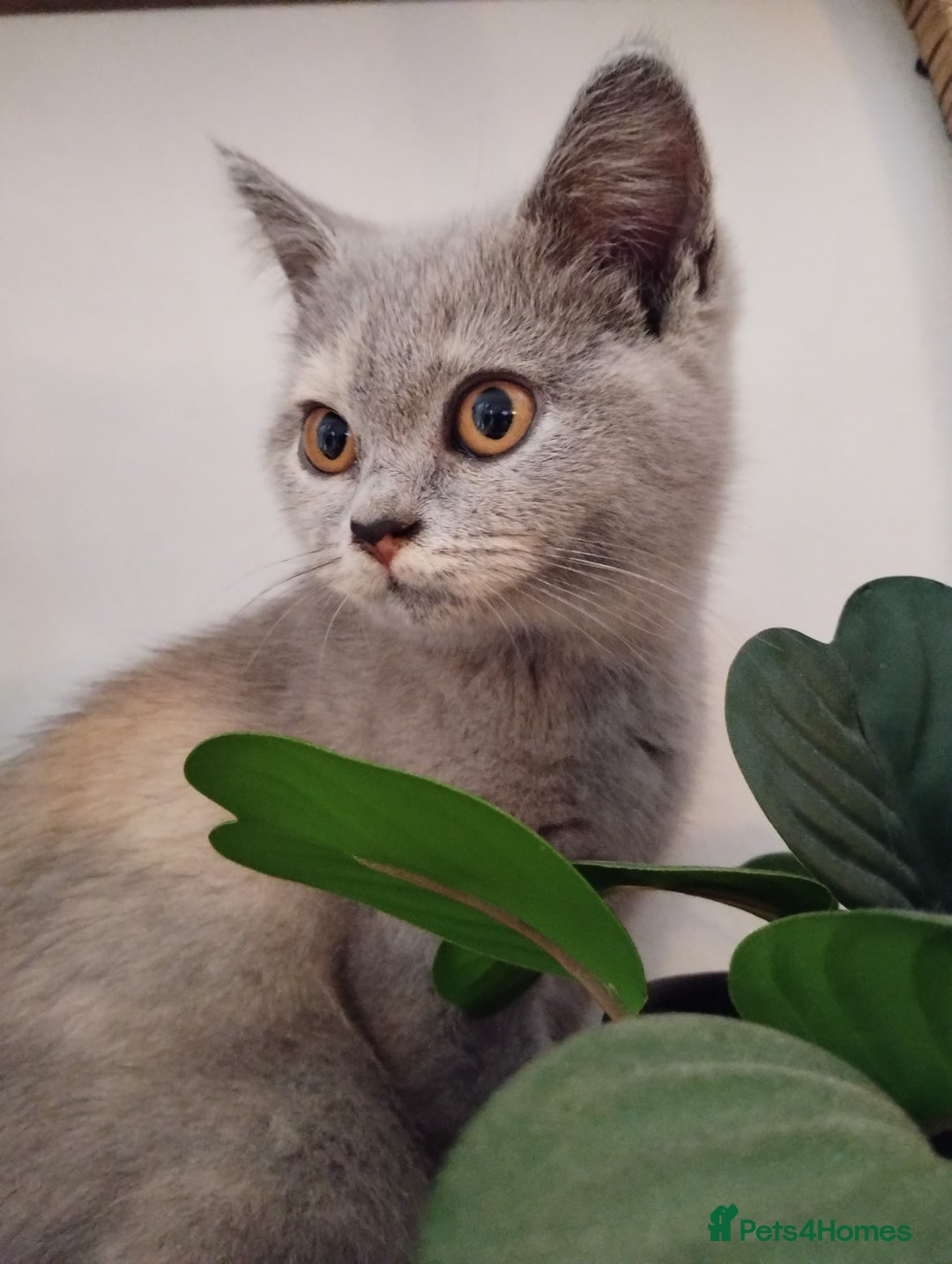 British Shorthair cats for sale: GCCF BSH female- vaccinated, microchipped. - Image 4
