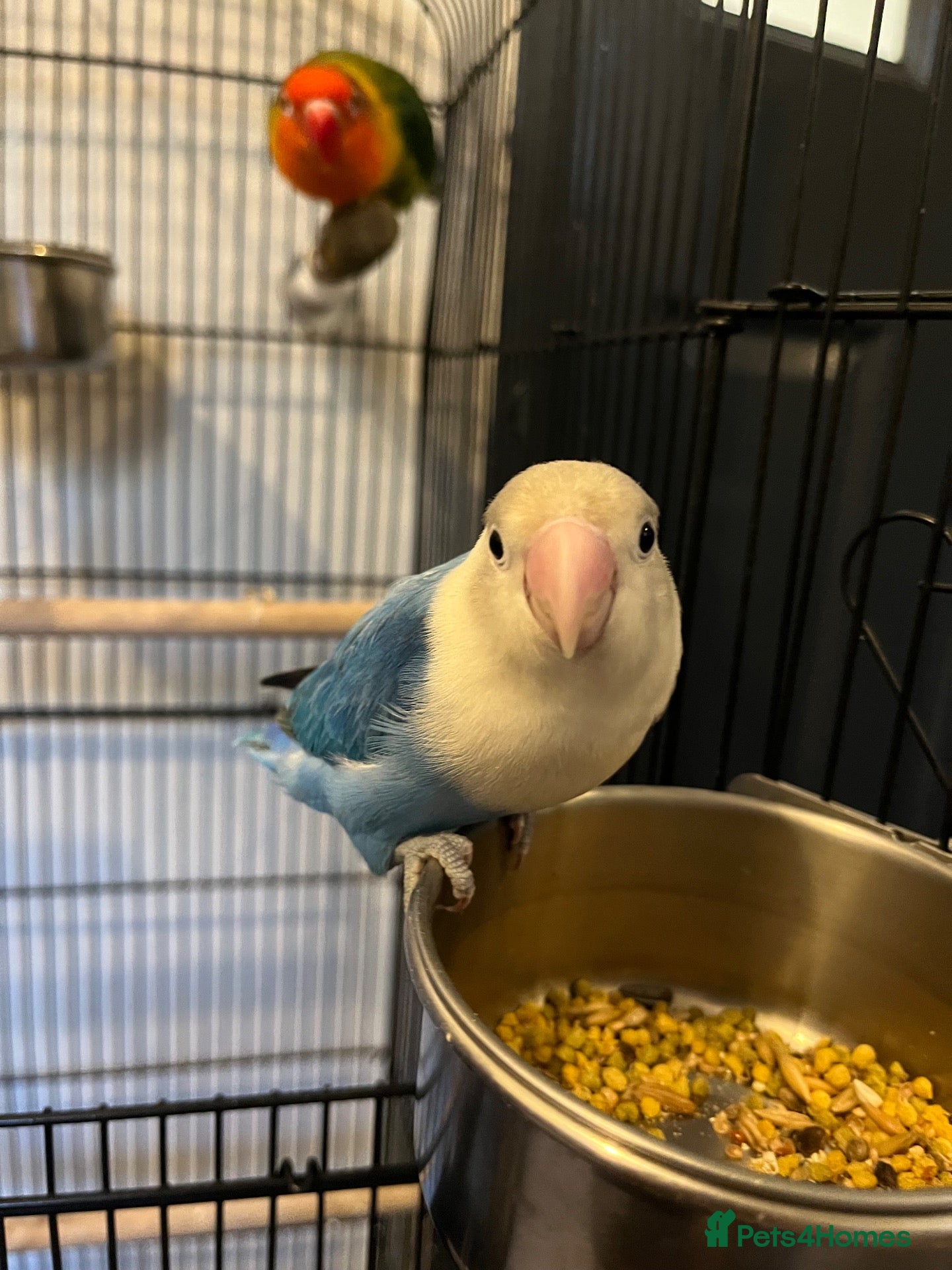 Lovebirds birds 2 lovebird pairs and cage for sale. - Advert 13