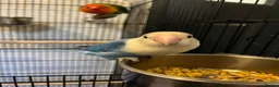 Lovebirds birds for sale: 2 lovebird pairs and cage for sale. in Brierley Hill - Advert 4