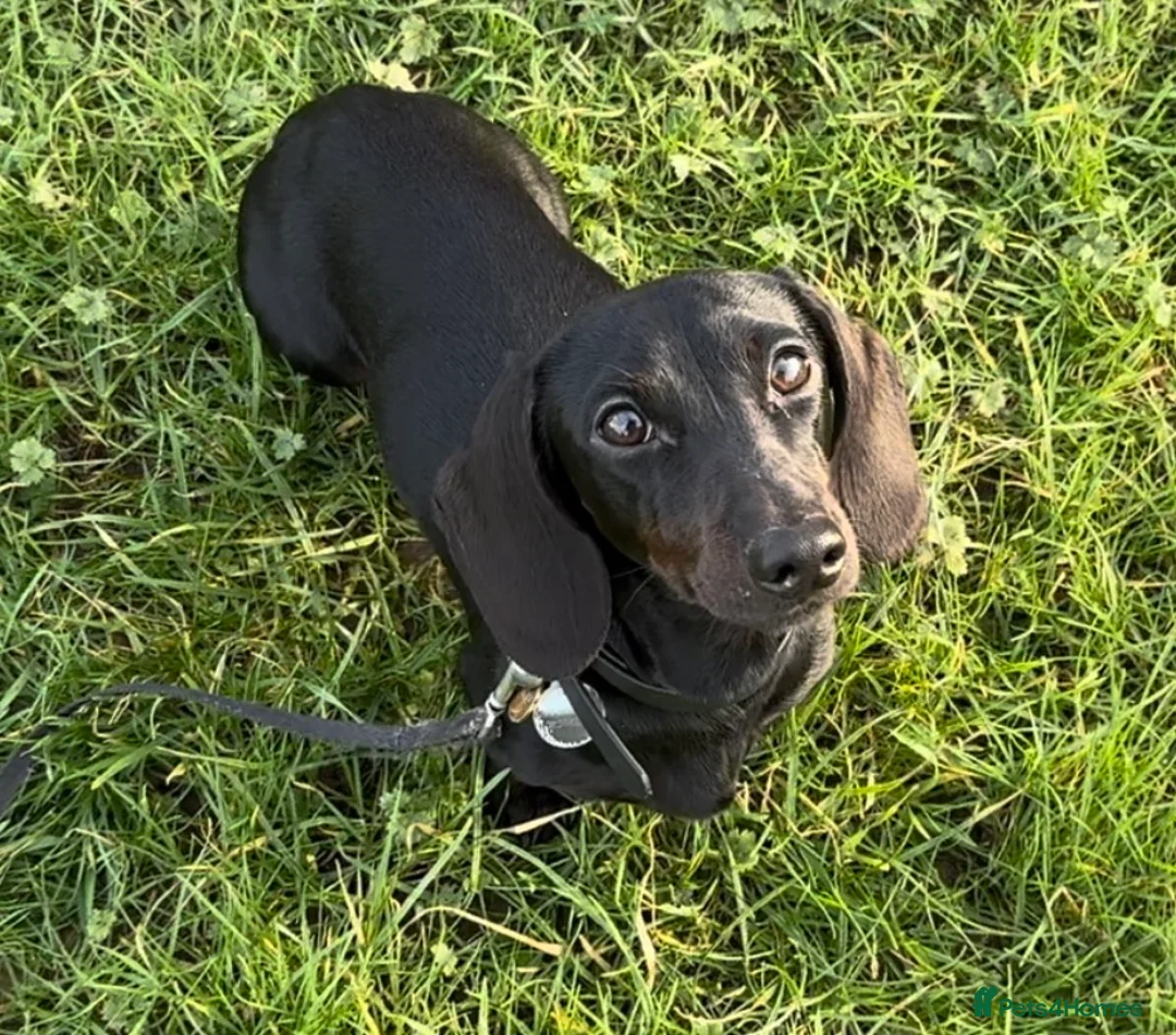 Miniature Dachshund dogs for stud: Rare KC Reg & Health Tested Miniature Dachshund in Rotherham - Advert 15