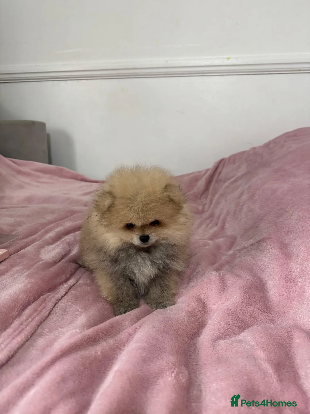 Pomeranian dogs for sale: Ready to go Excellent Pomeranian - Advert 18