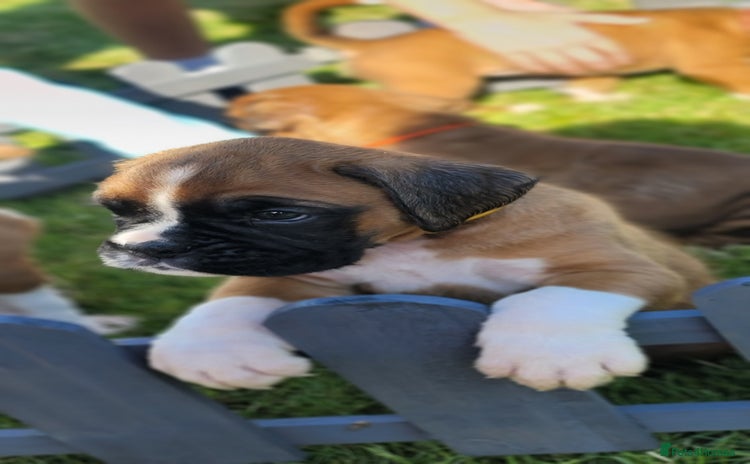 Boxer dogs - Advert 1