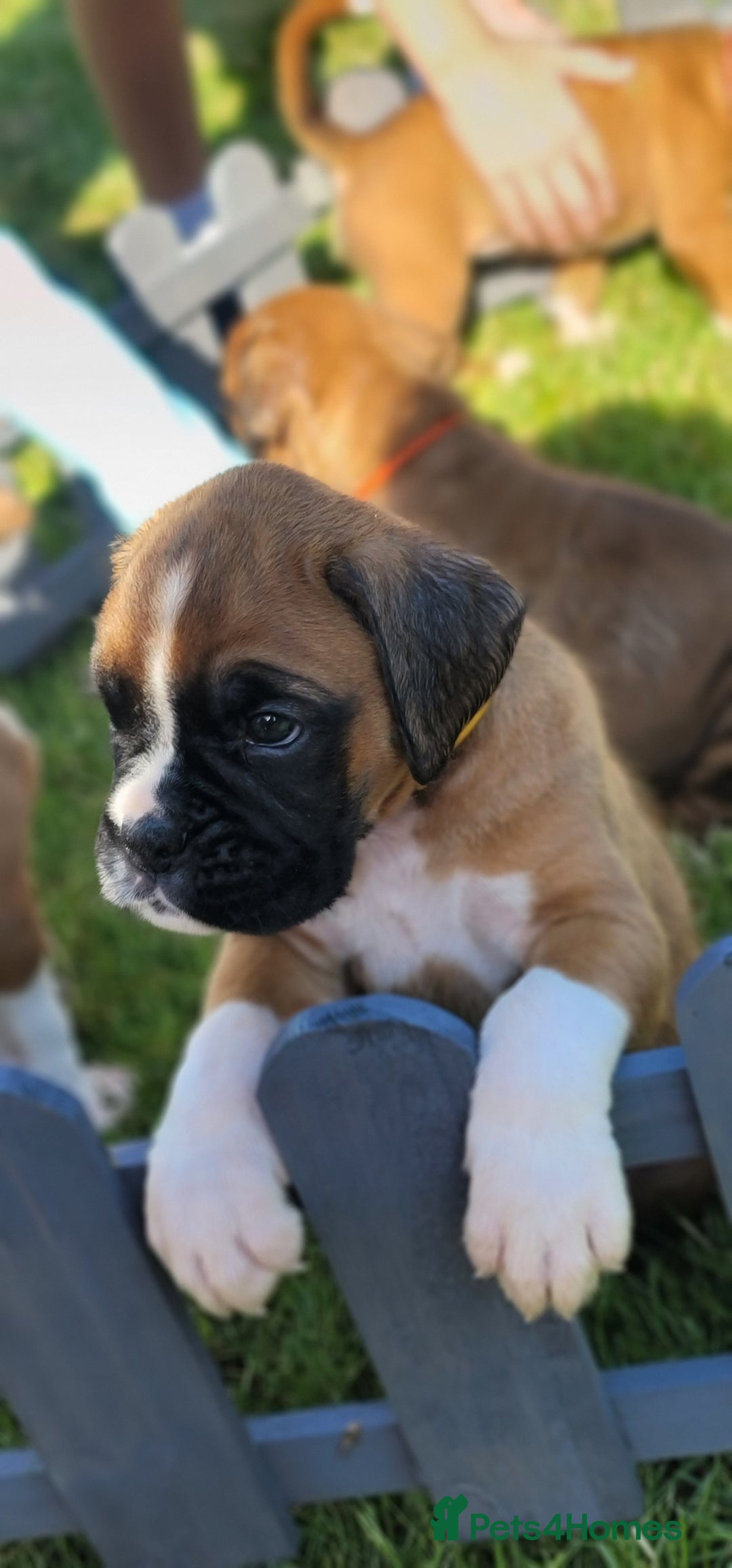 Boxer dogs for sale:   🐾 Champion Bloodline Boxer Puppies🐾 - Image 1