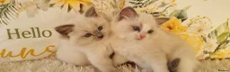 Ragdoll cats for sale: 💕BEAUTIFUL TICA REGISTERED RAGDOLLS KITTENS 💕 - Advert 3