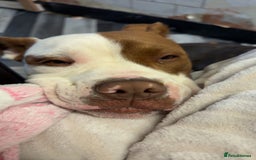 Mixed Breed dogs for sale: Reggie - Image 7