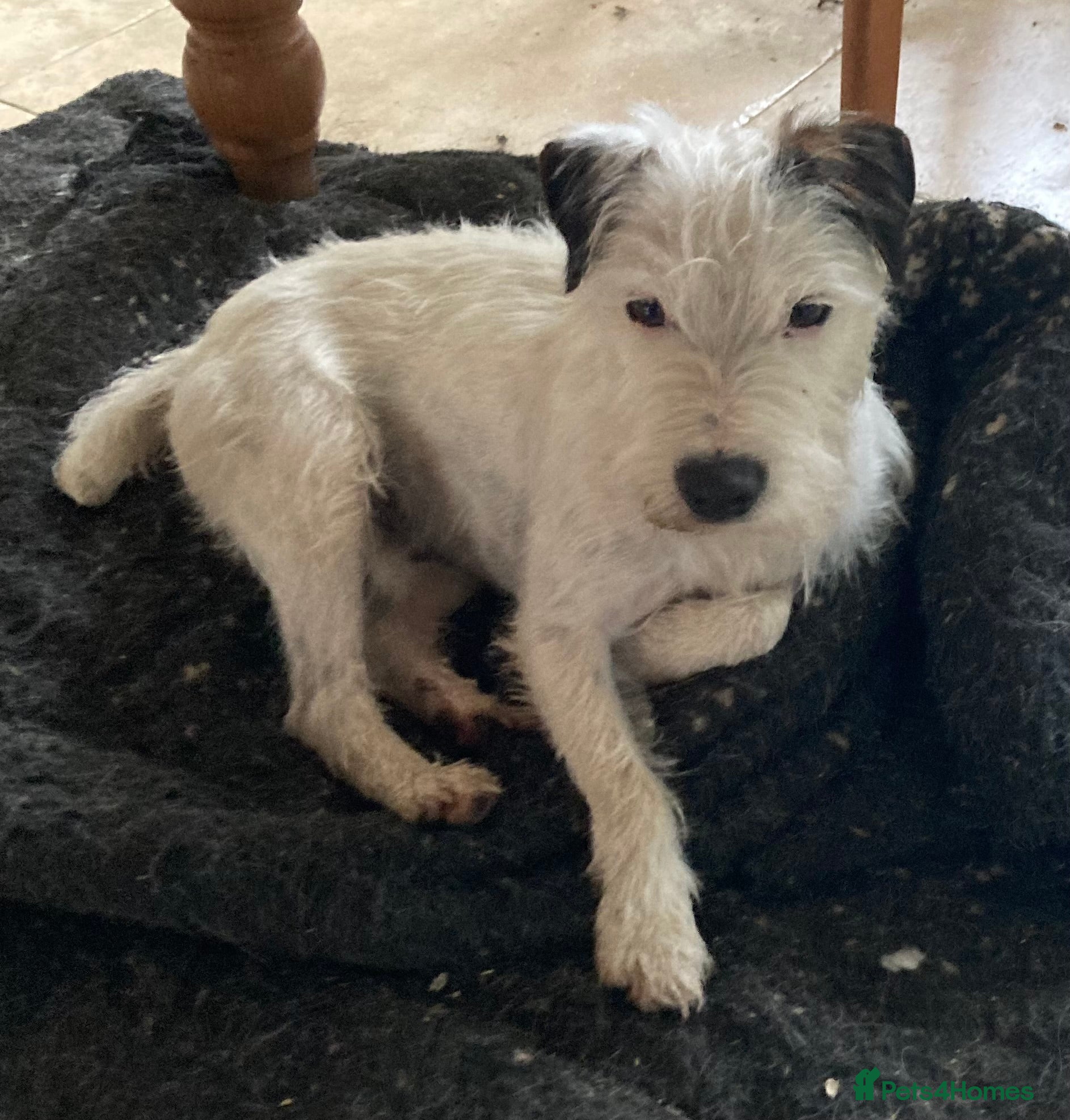 Parson Russell dogs KC reg parson Russell for stud - Advert 6