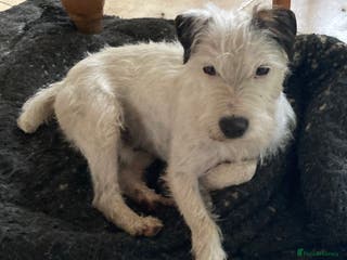 Parson Russell dogs KC reg parson Russell for stud - Advert 6