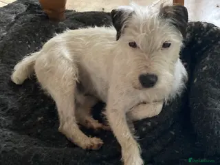 Parson Russell dogs KC reg parson Russell for stud - Advert 1