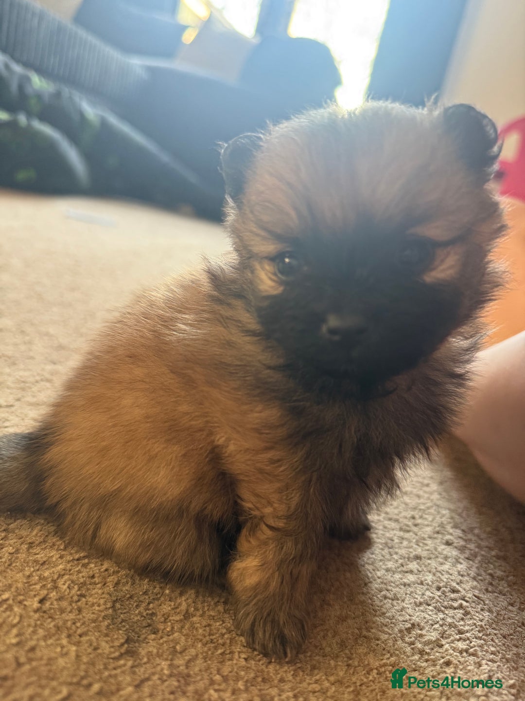 Pomeranian dogs for sale: 3 beautiful  **  teddy face Pomeranian puppies  - Advert 9