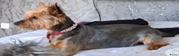 Yorkshire Terrier dogs for sale: Yorkshire Terrier  - Advert 1