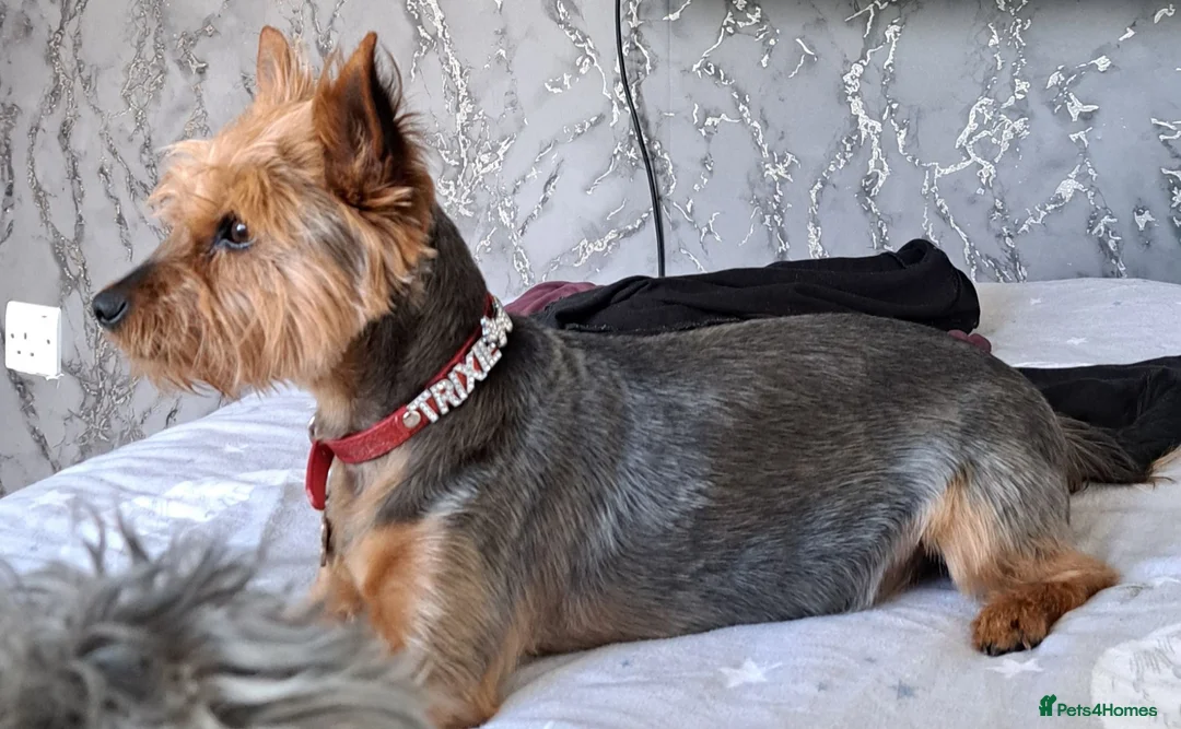 Yorkshire Terrier dogs for sale: Yorkshire Terrier  - Advert 1