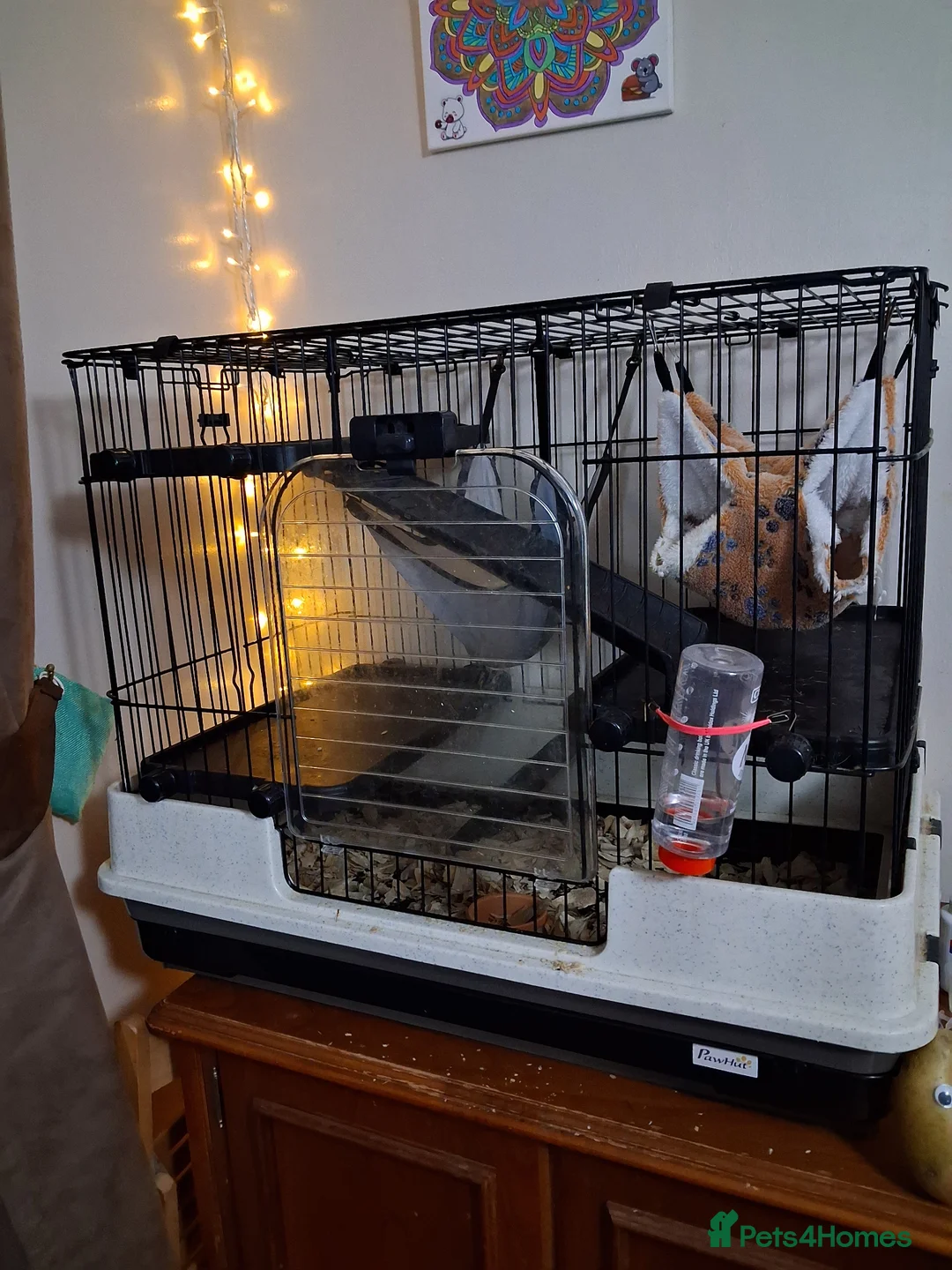 Rat rodents for sale: 1 x siamese male rat 6 months old - Advert 1