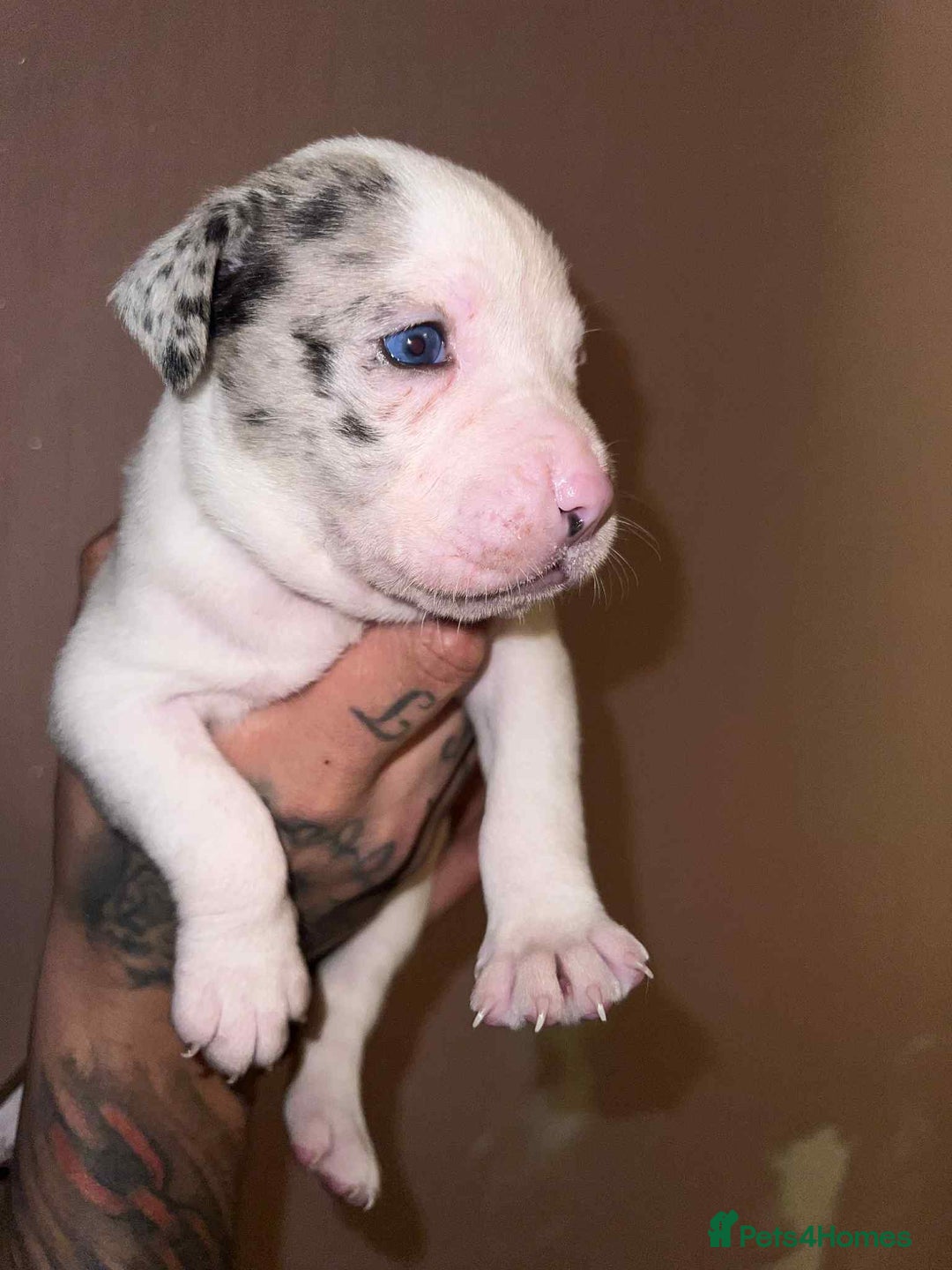 Staffordshire Bull Terrier dogs for sale: Beautiful Puppies Are  Looking For New Home :) - Advert 9